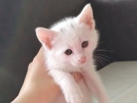 Beyaz erkek kedimiz 27 Mart doğumlu (ücretsiz sahiplendirme)