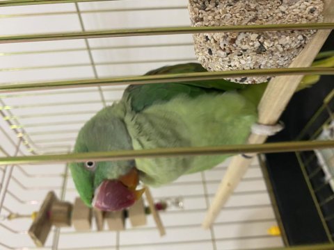 Eğitimli 9 aylık iskender papağanı
