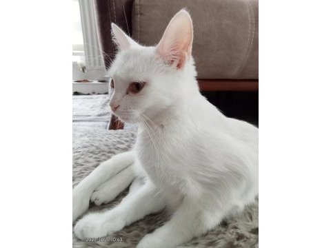 11 aylık dişi van kedisi