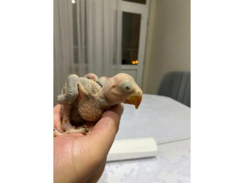 Bebek alexander papağanlar