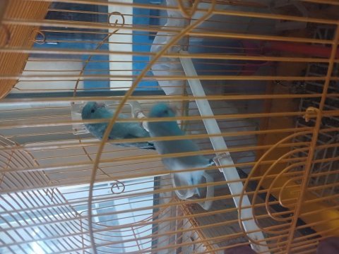Mavi erkek dişi muhabbet kafesiyle yuvasıyla beraber