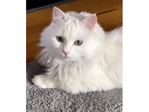 Beyaz longhair kedimiz kraliçe bihter