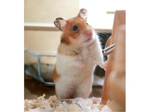 Hamster bfa antalya