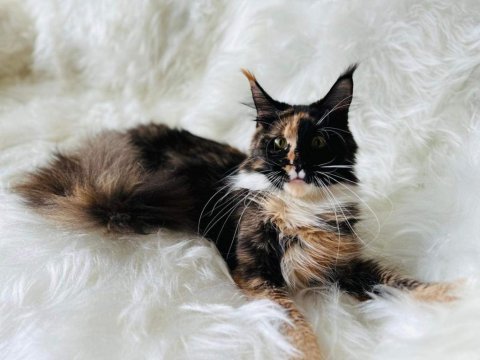 Maine coon disi wcf ust kalite