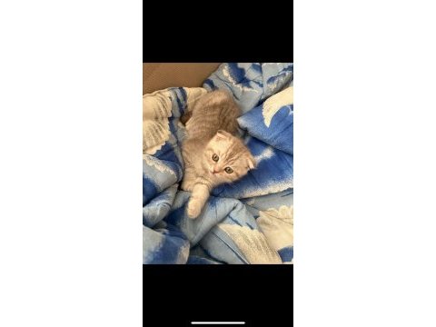 2 aylık yavru scottish fold kedim