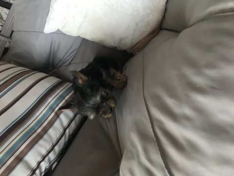 2 aylık yorkshire terrier