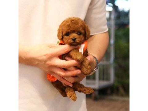 Toy poodle bebekler