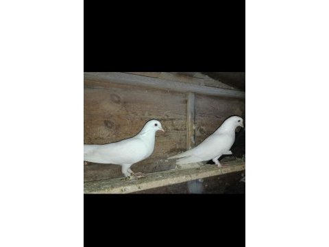 Beyaz mardin çift güvercinler