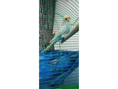 Yavru mavi muhabbet kuşu