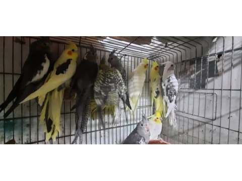 2024 sultan papağanı bebekler
