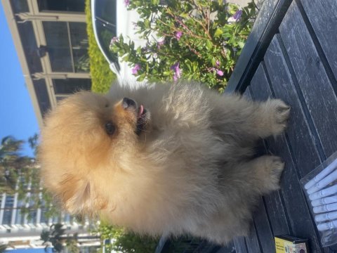 Pomeranian boo köpeği