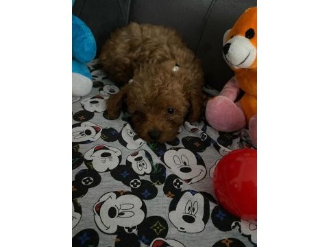 Max 2 kg toy poodle