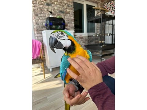 Ara macaw papağanı 10 aylık