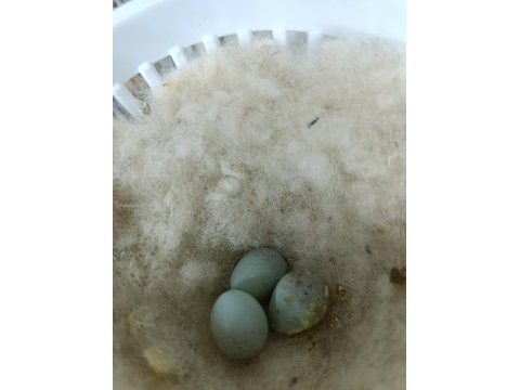 Çift yumurtalı kanaryalarımız