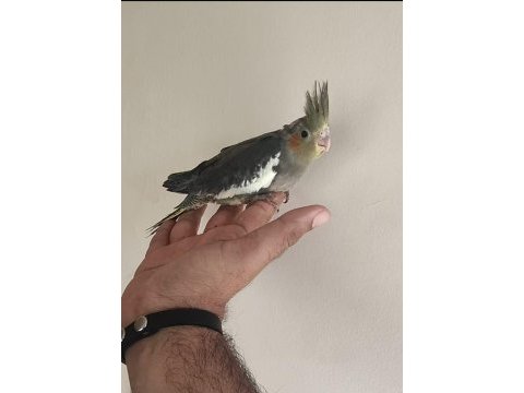 Sultan papağanı yavru