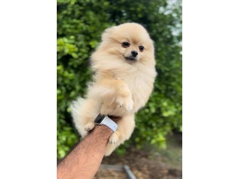 Pomeranian köpeği 8 aylık
