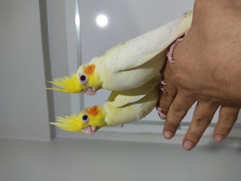45 günlük el besleme yeme düşmüş sultan papağanı bebekler