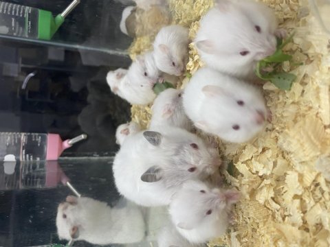 Antalyada tek adres hamster üretim çiftliği