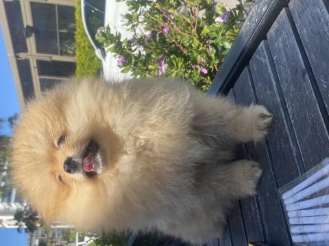 Pomeranian boo köpeği
