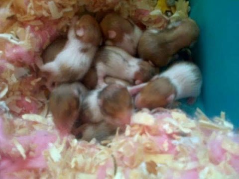 Şu an harika renklerde çok güzel hamster yavrular mevcuttur