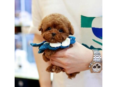 Kore asıllı toy poodle bebeklerimiz