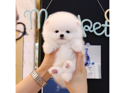 Pomeranian boo bebekler karşınızda korean gen