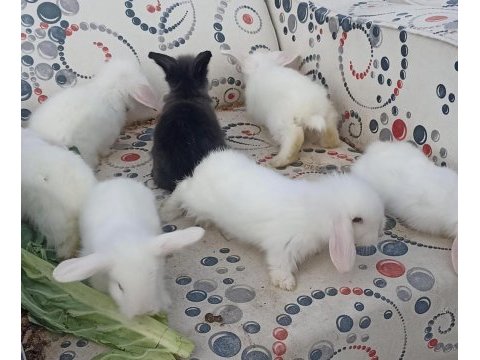 Hollanda teddy lop tavşan yavruları