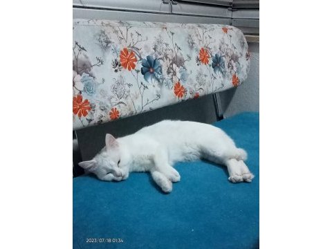 11 aylık dişi van kedisi