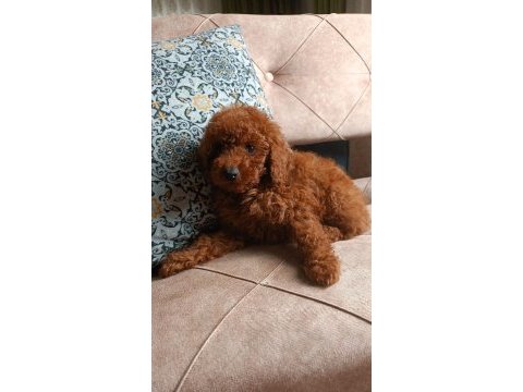 3.5 aylık red brown kore kan toy poodle erkek
