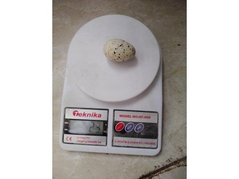 Kuluçkalık 12li karışık bıldırcın yumurtası