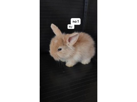 Karamel hollanda lop yavru tavşan no 1