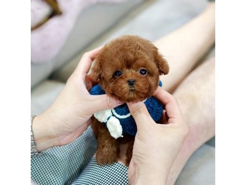 Kore asıllı toy poodle bebeklerimiz