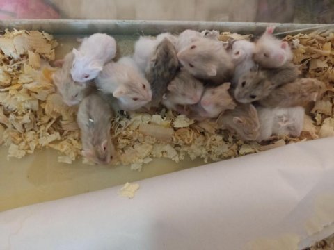 Mini hamsterlarımız