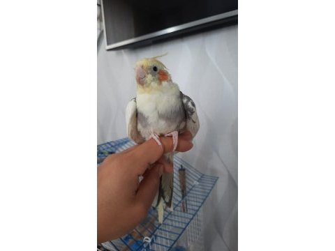 4 aylık sultan papağanı ve full kafes