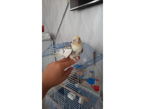 4 aylık sultan papağanı ve full kafes