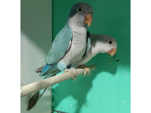 Çift evcil eğitimli monk papağanı
