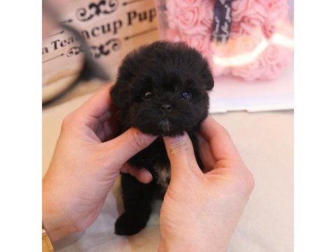 Korean export black maltipoo bebekler