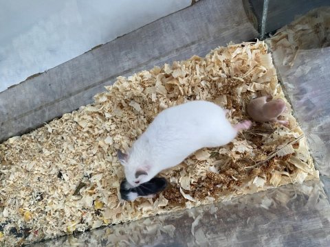 Kırmızı göz albino hamster yavruları kafesiyle birlikte