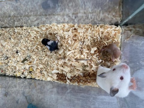 Kırmızı göz albino hamster yavruları kafesiyle birlikte