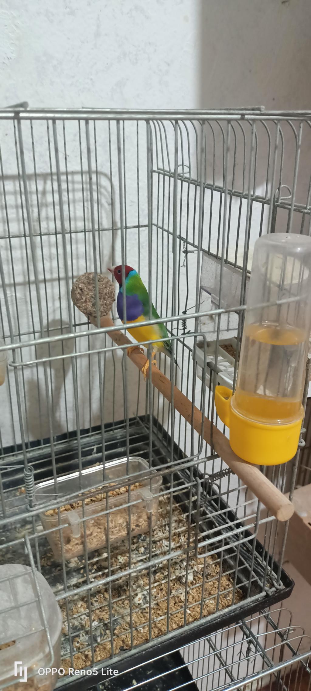 iddiada olmayan canlı sonuçlar Gökkuşağı İspinozu - Kur Dansı ( Gouldian Finch ) - YouTube