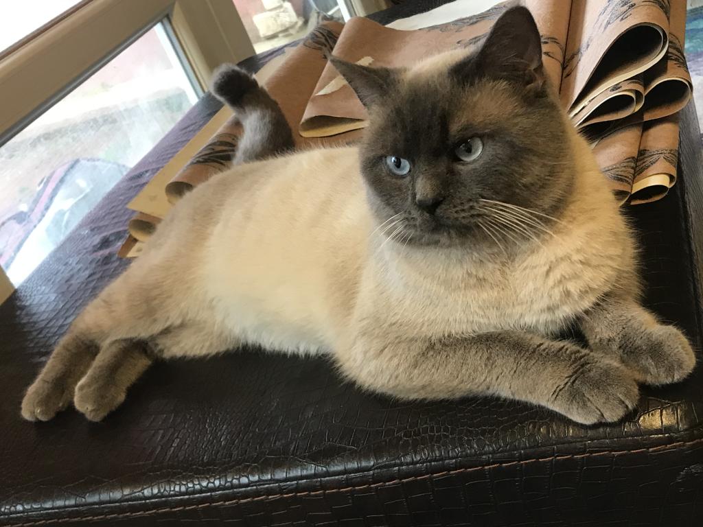 British Shorthair Blue Point 744026