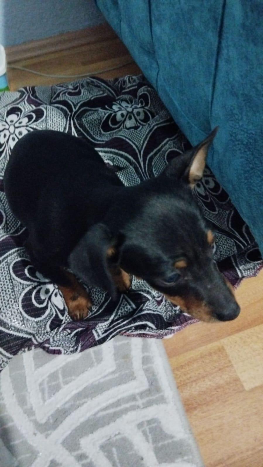 Yavru Pinscher 972367