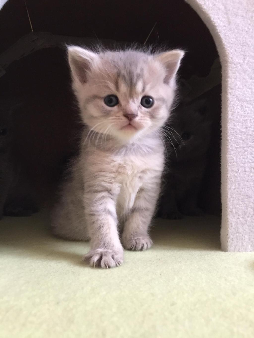 Biritish Longhair | Petcim.com - 895537