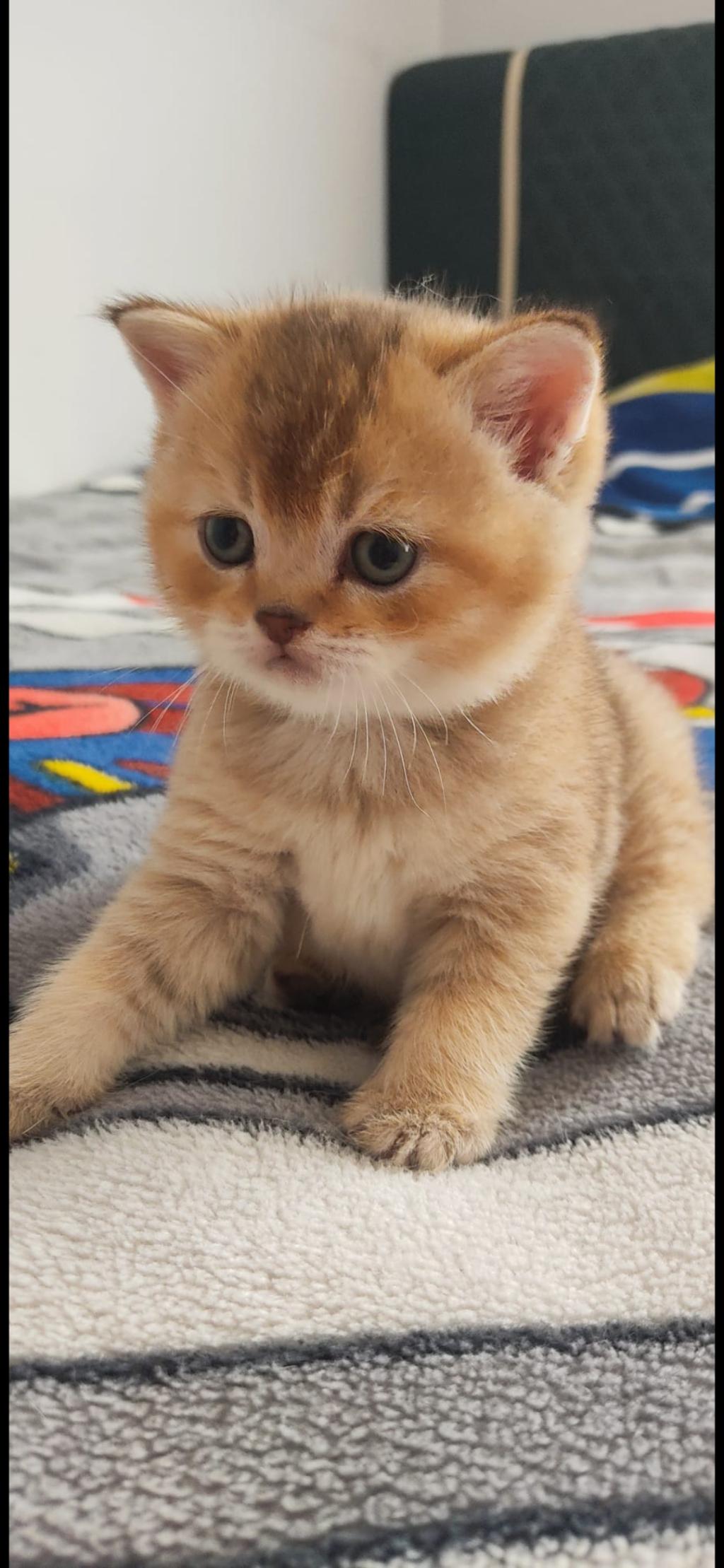 Golden Ny25 British Shorthair 749990