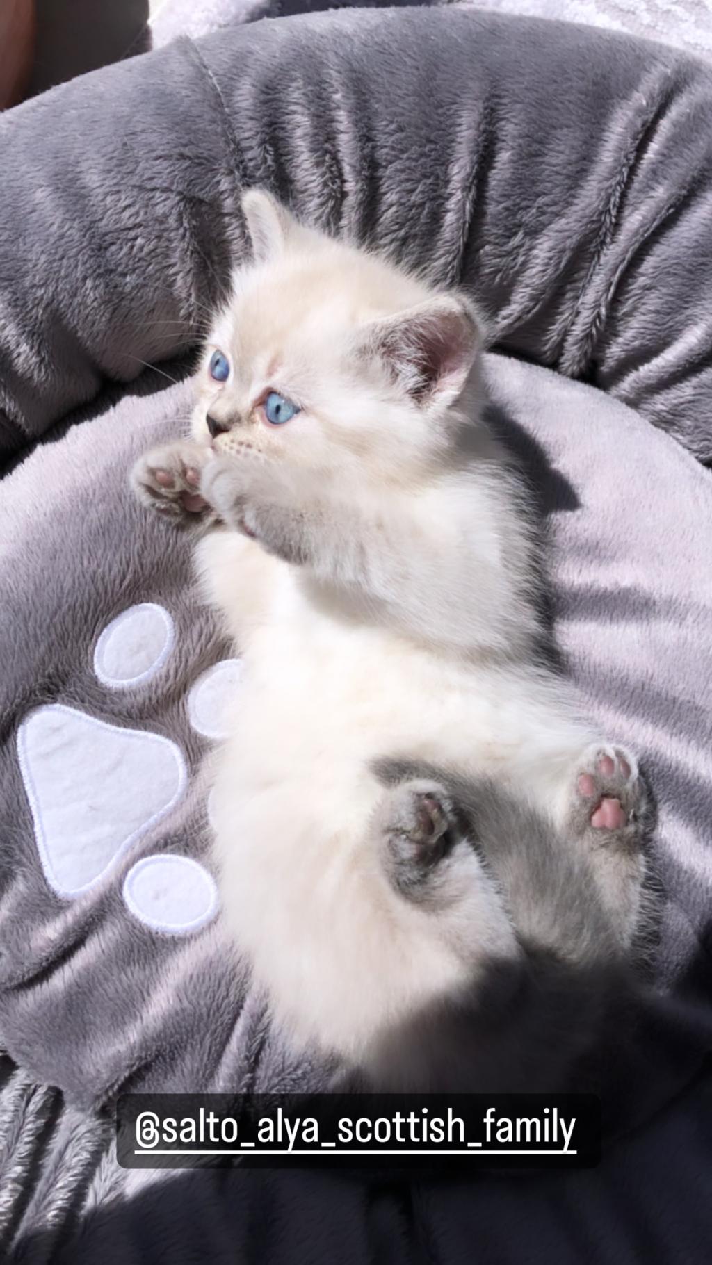 Scottish Fold British Blue Point Siyam 756568