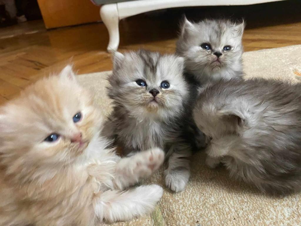 Biritish Longhair | Petcim.com - 895537