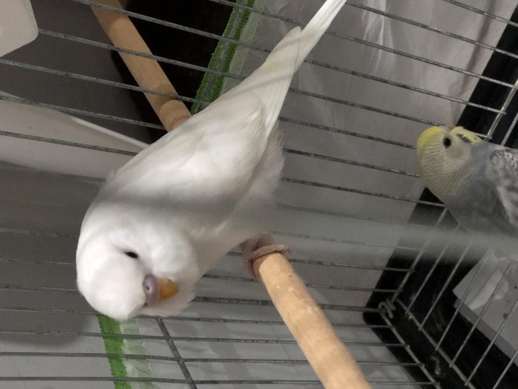 30 Günlük Yavru Muhabbet Kuşları Ele Alışır Konuşur | Petcim.com - 753278