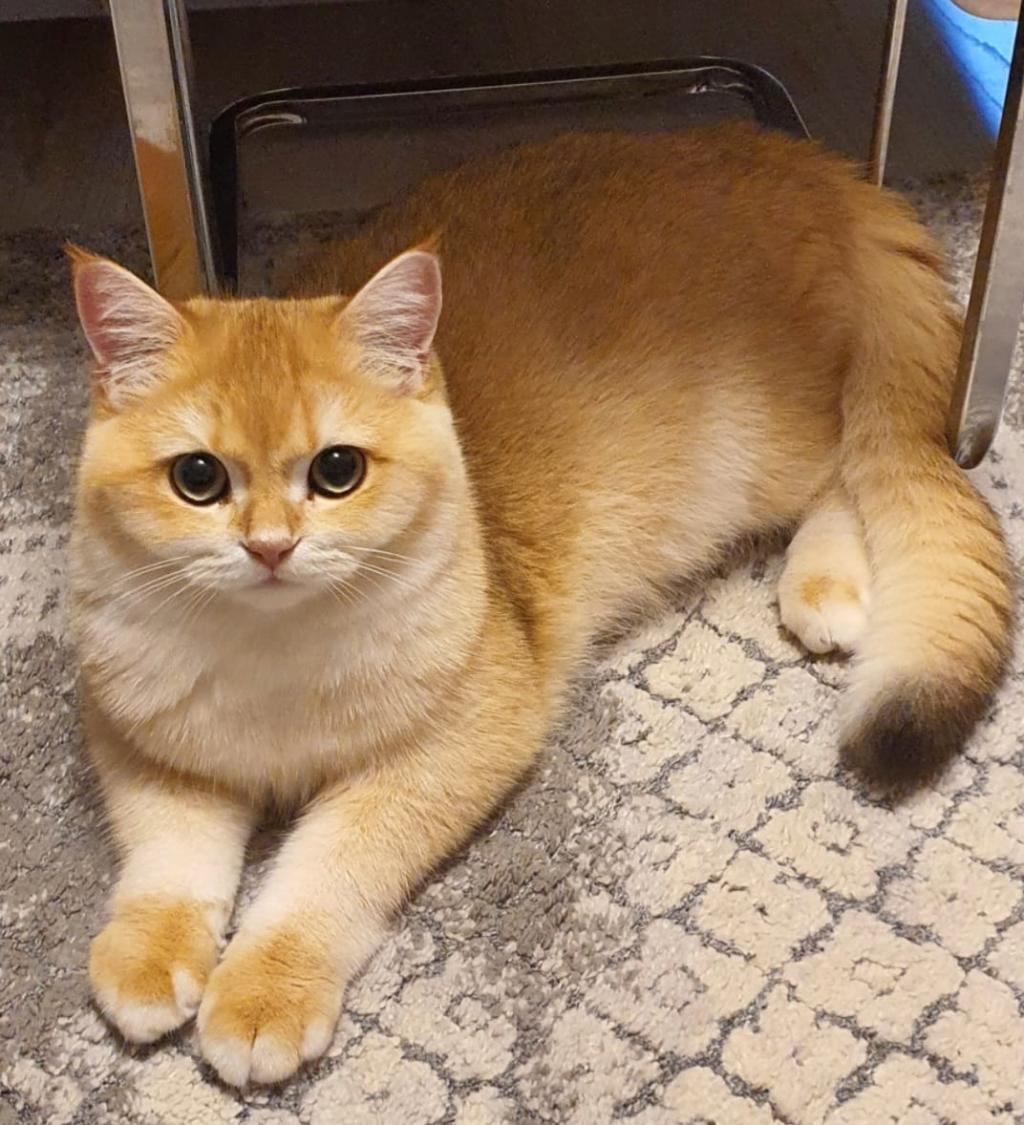 Ny12 sales british shorthair