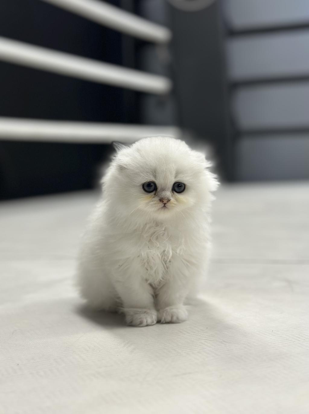Baby Face Surat Yapısına Sahip Scottish Fold Bebeğimiz