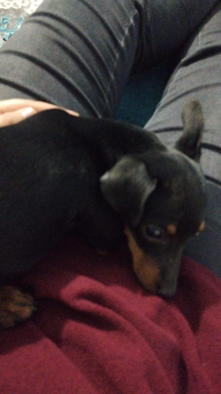 Yavru Pinscher 972367